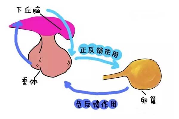 3种原因导致的功能性下丘脑性闭经及时治疗会带来好孕