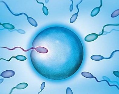 福州试管婴儿价格_男性精子发育不良严重吗？