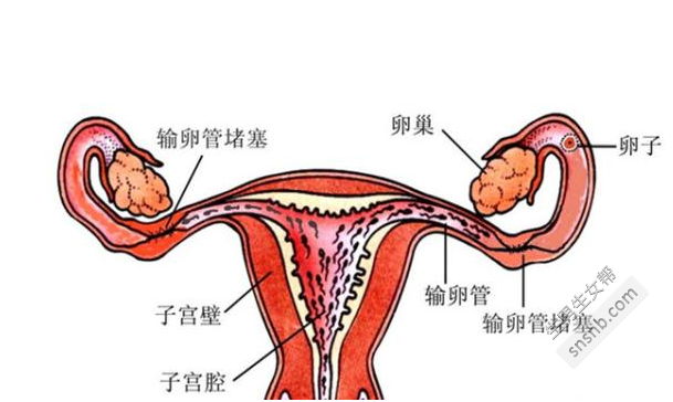 物理干预能使多囊患者怀孕吗？减肥可以治疗多囊性疾病吗？